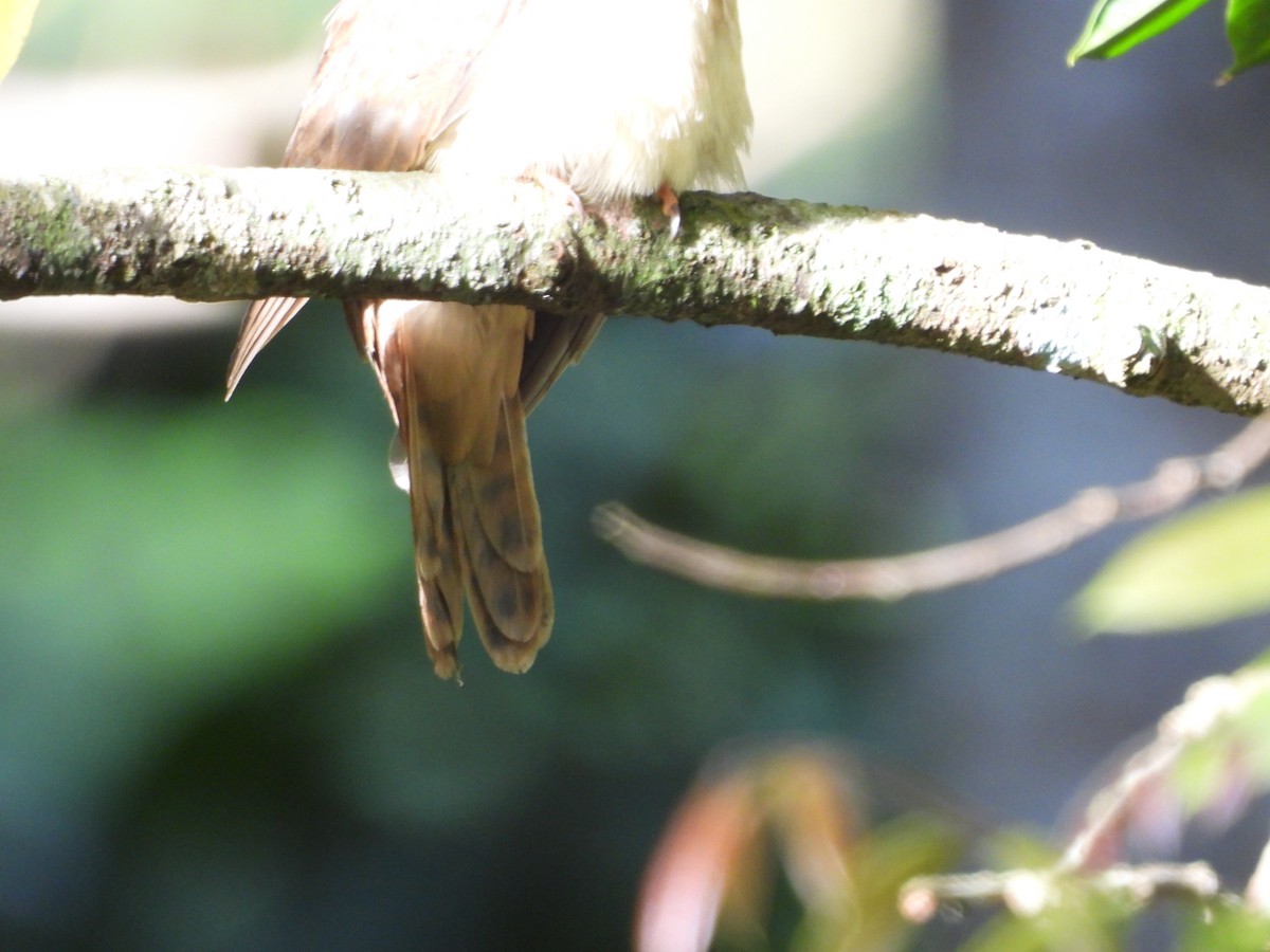 Chestnut-breasted Cuckoo - ML642850569