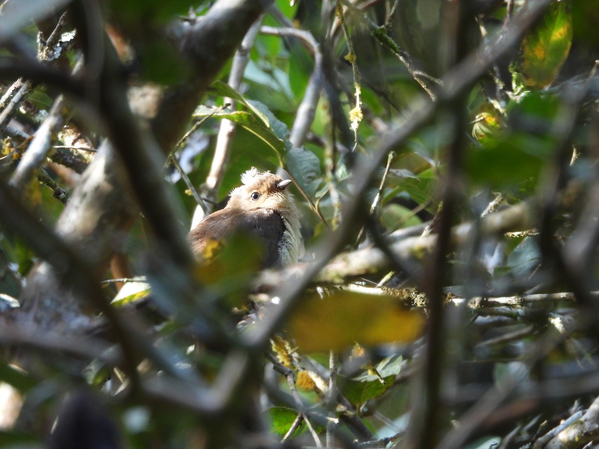 Chestnut-breasted Cuckoo - ML642850575