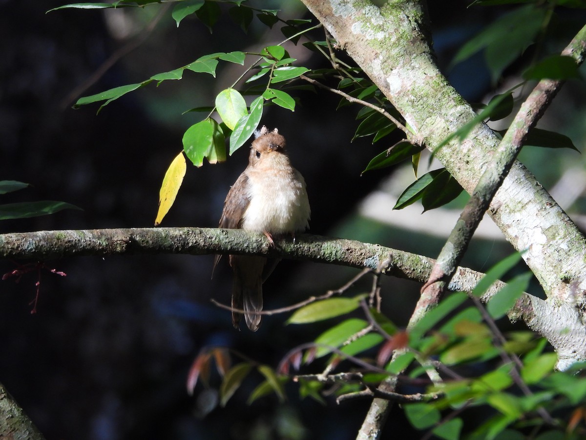 Chestnut-breasted Cuckoo - ML642850578