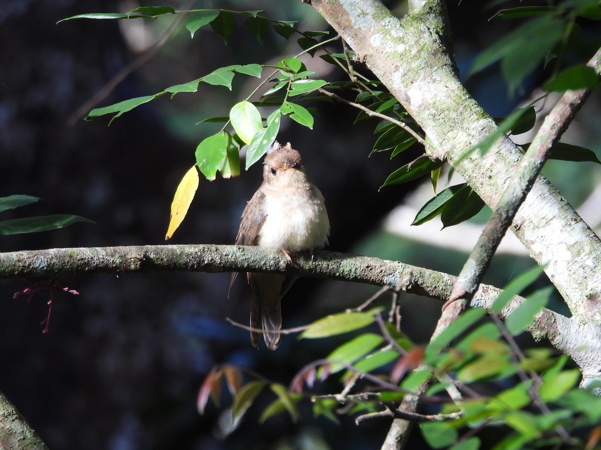 Chestnut-breasted Cuckoo - ML642850582