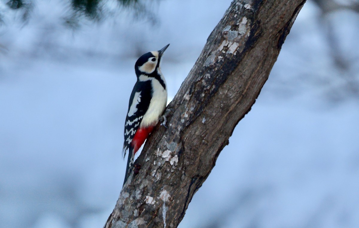 Pic épeiche (japonicus) - ML642850584