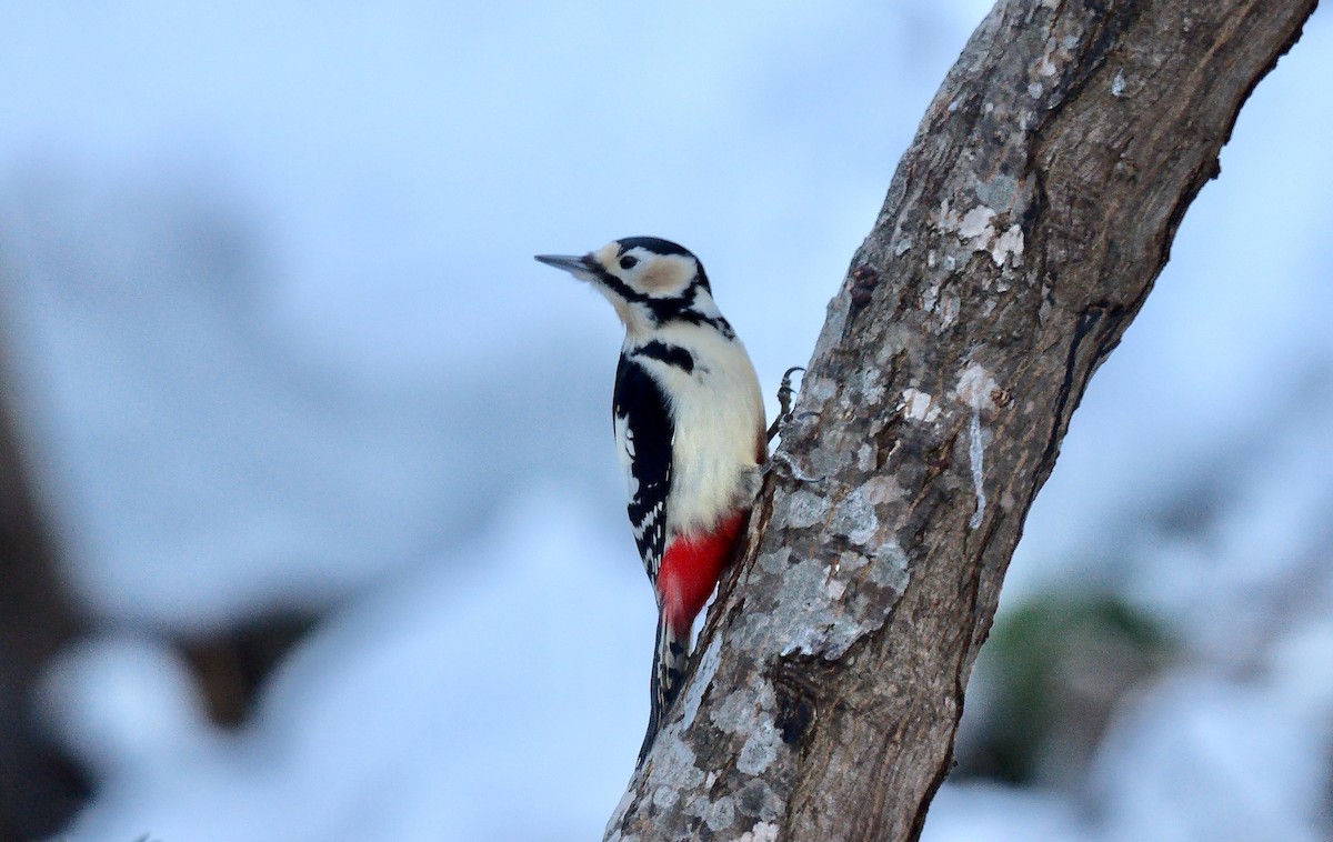 Pic épeiche (japonicus) - ML642850585