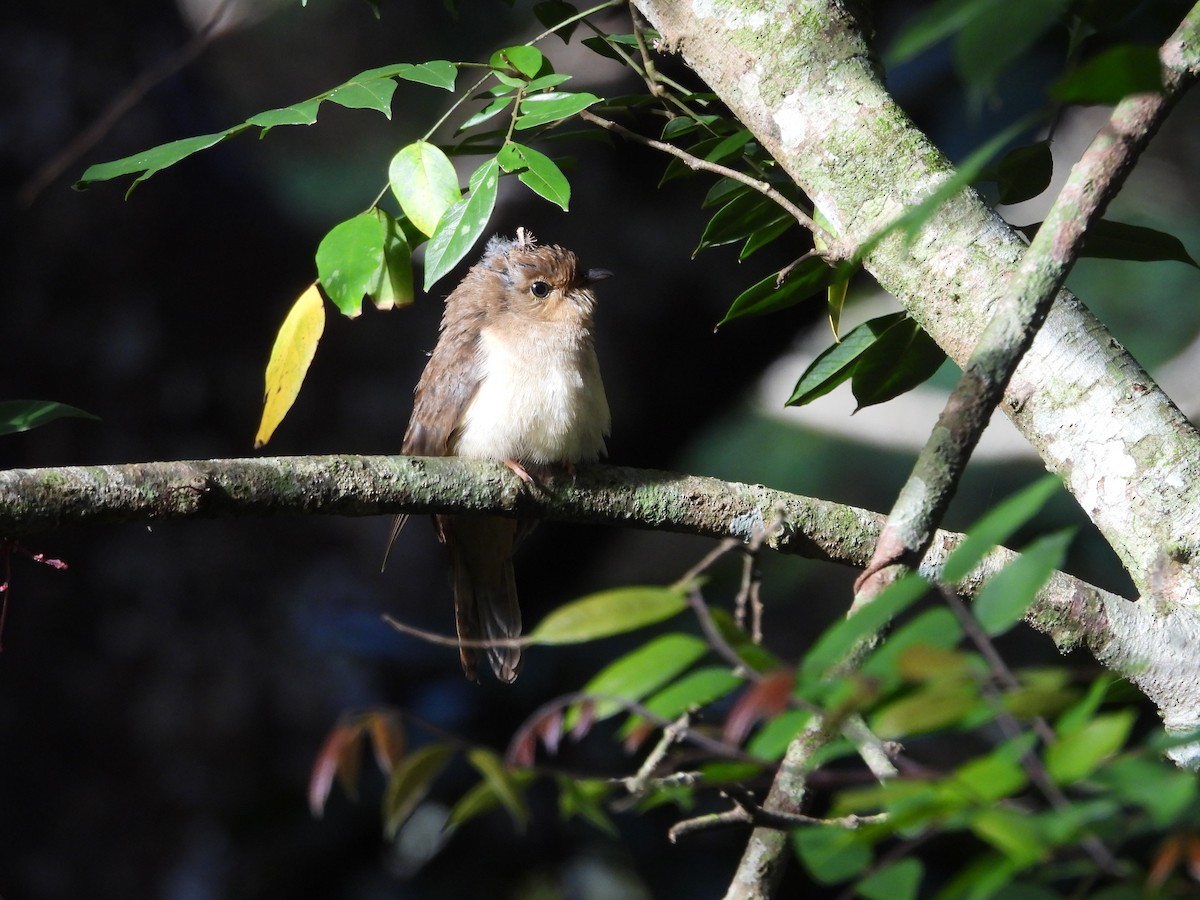 Chestnut-breasted Cuckoo - ML642850587