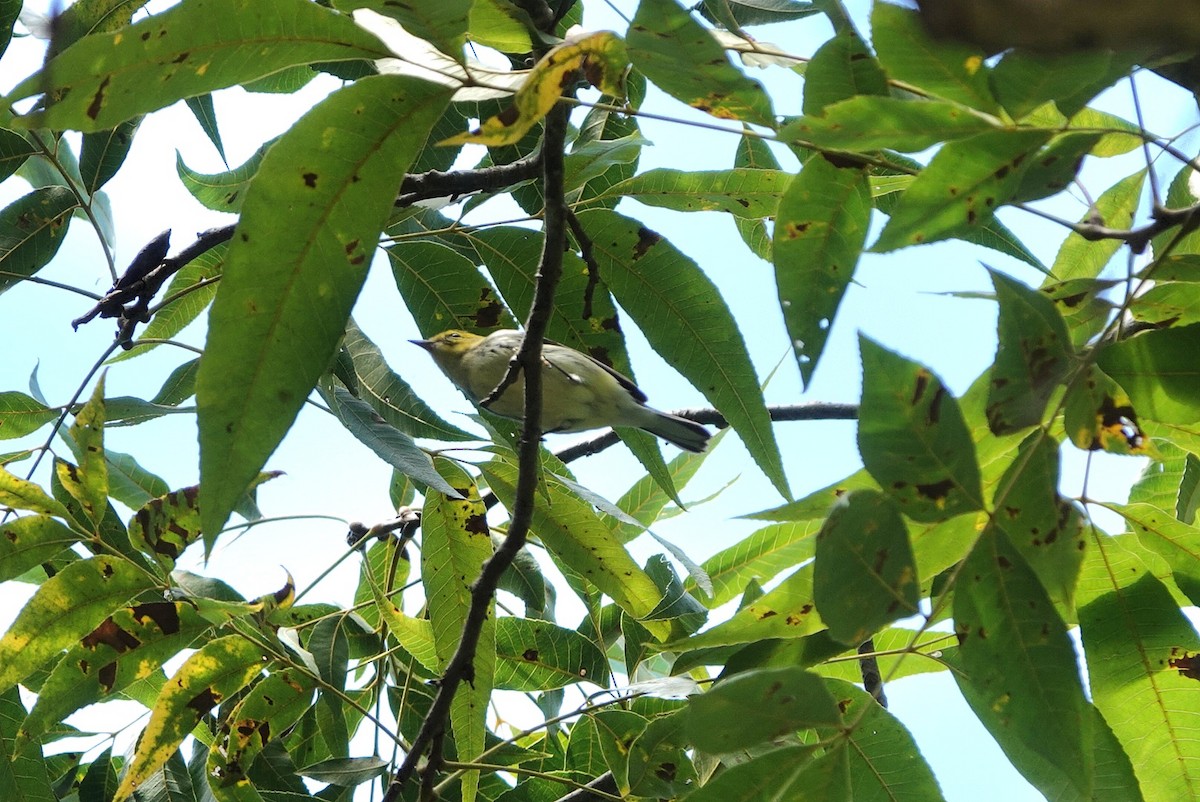 Black-throated Green Warbler - ML642850588