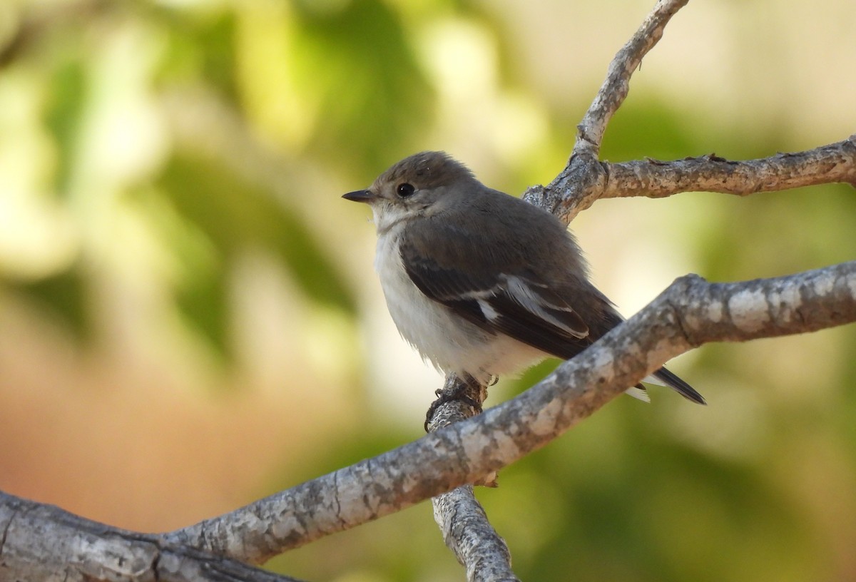 Collared Flycatcher - ML642850590