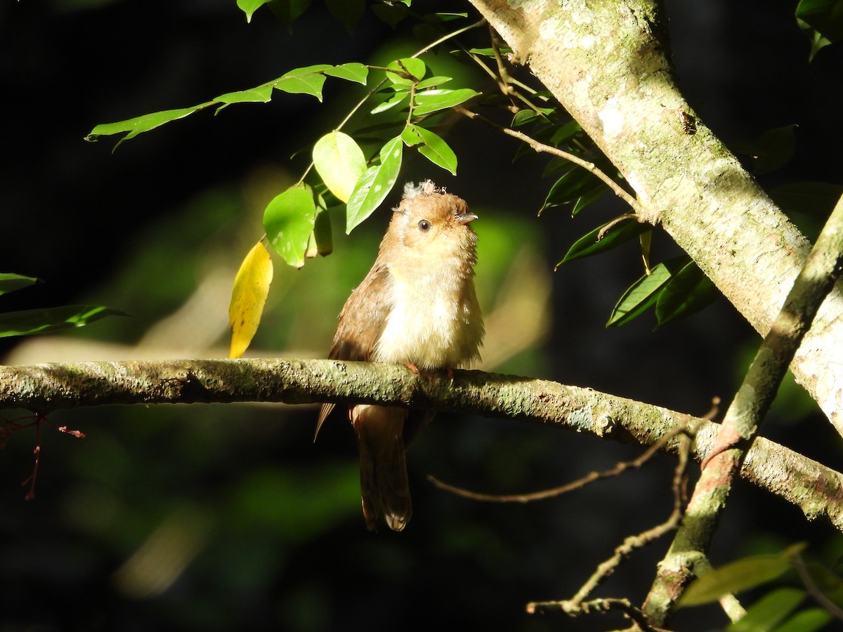 Chestnut-breasted Cuckoo - ML642850592