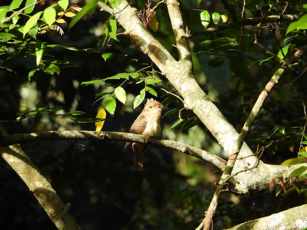 Chestnut-breasted Cuckoo - ML642850593