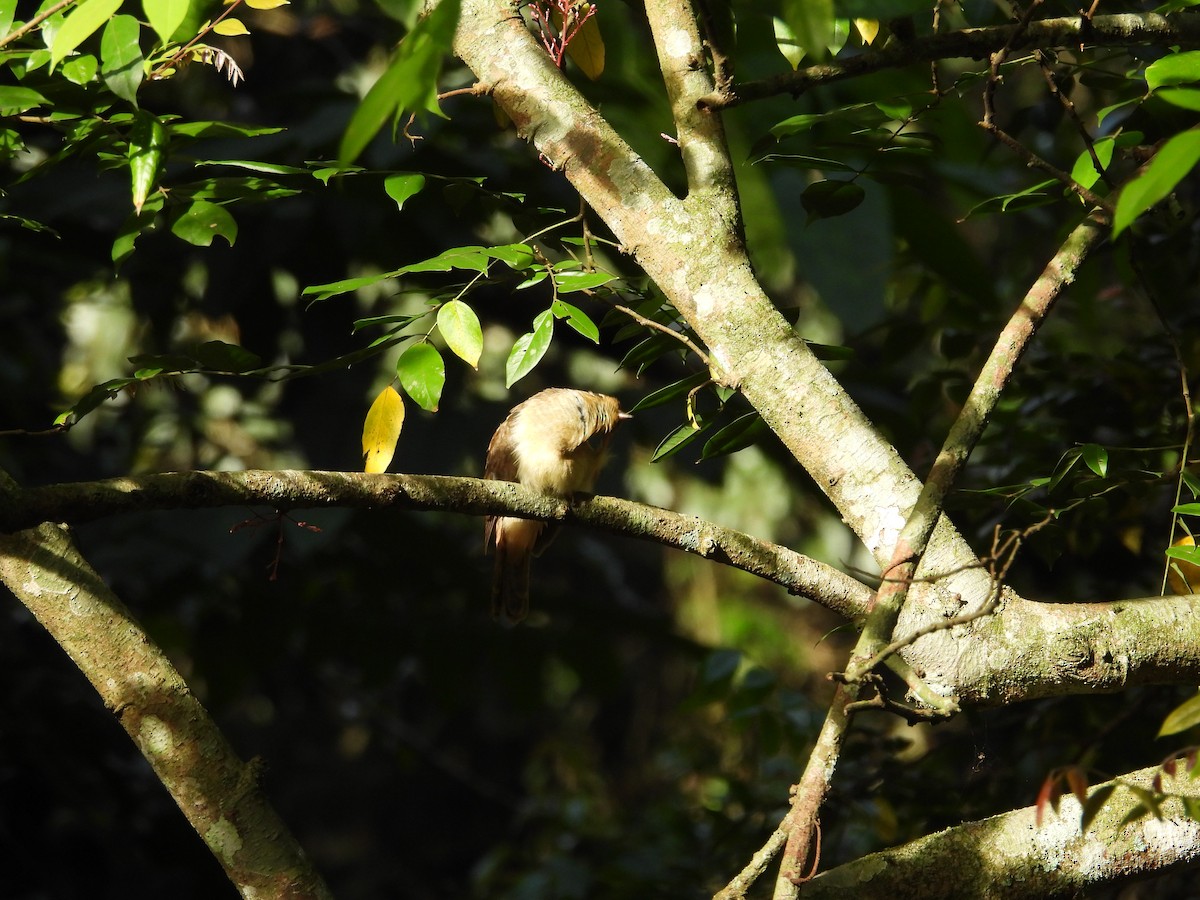 Chestnut-breasted Cuckoo - ML642850594
