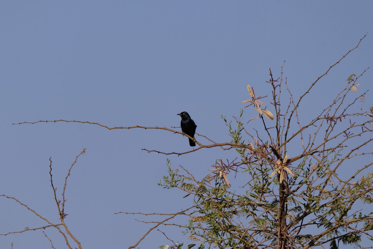 Pale-winged Starling - ML642850611