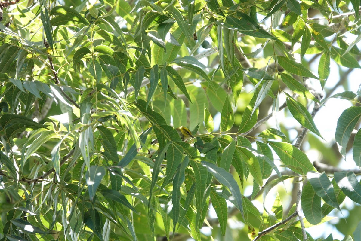 Black-throated Green Warbler - ML642850622