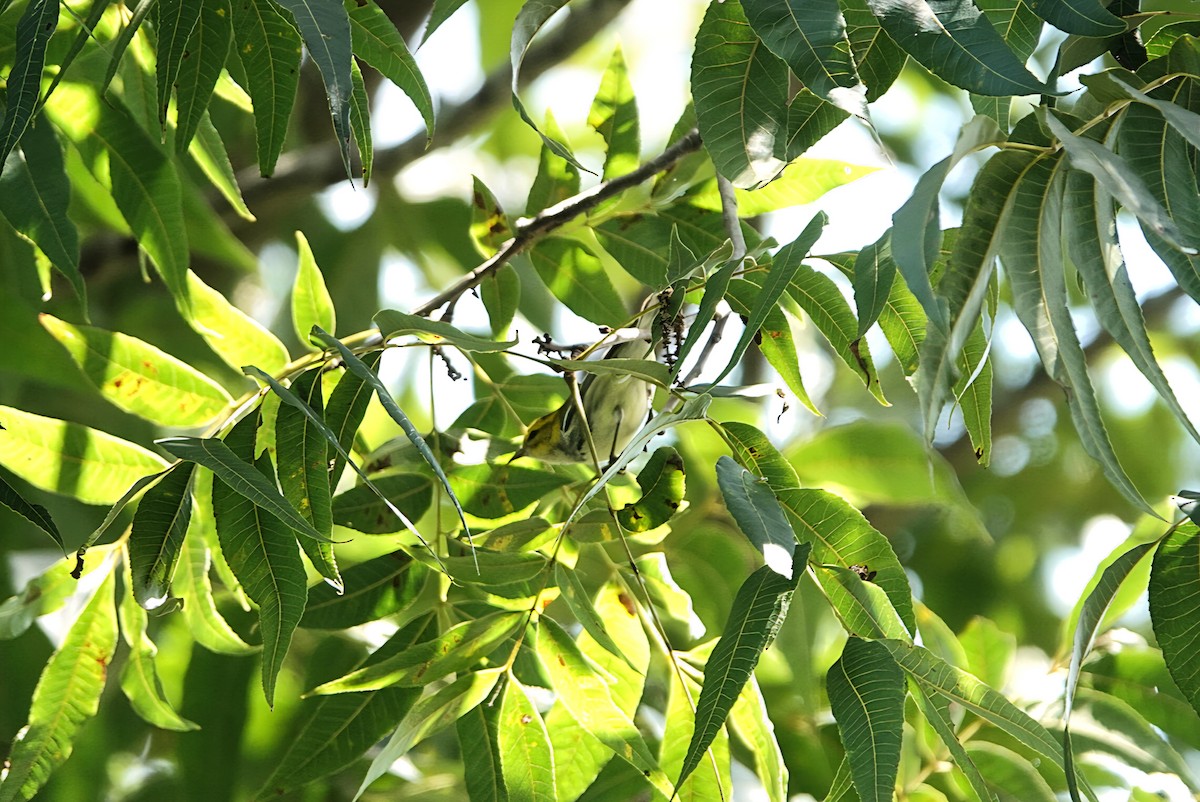Black-throated Green Warbler - ML642850623