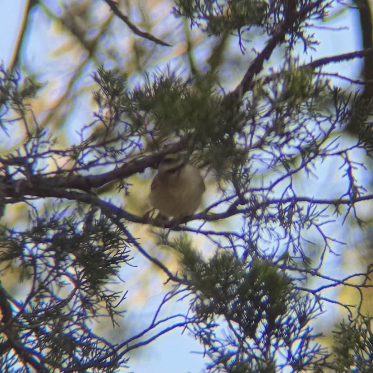Roitelet à couronne dorée - ML642850628