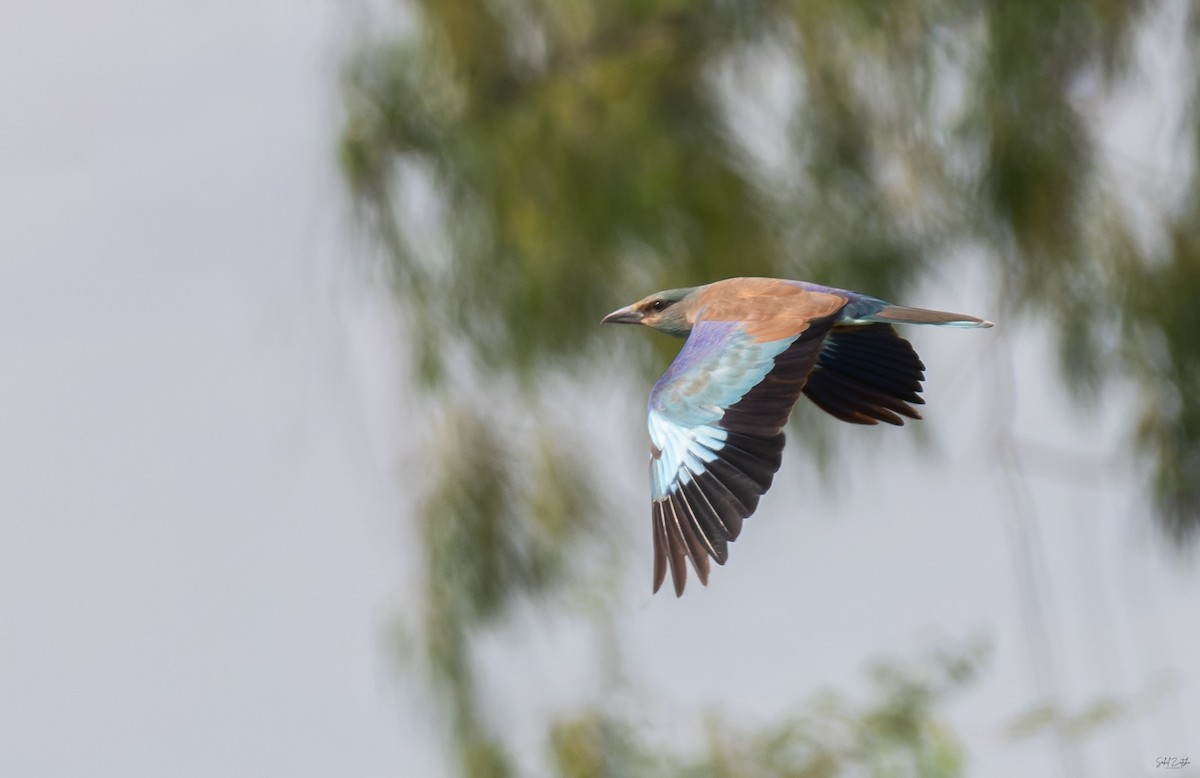 European Roller - ML642850640