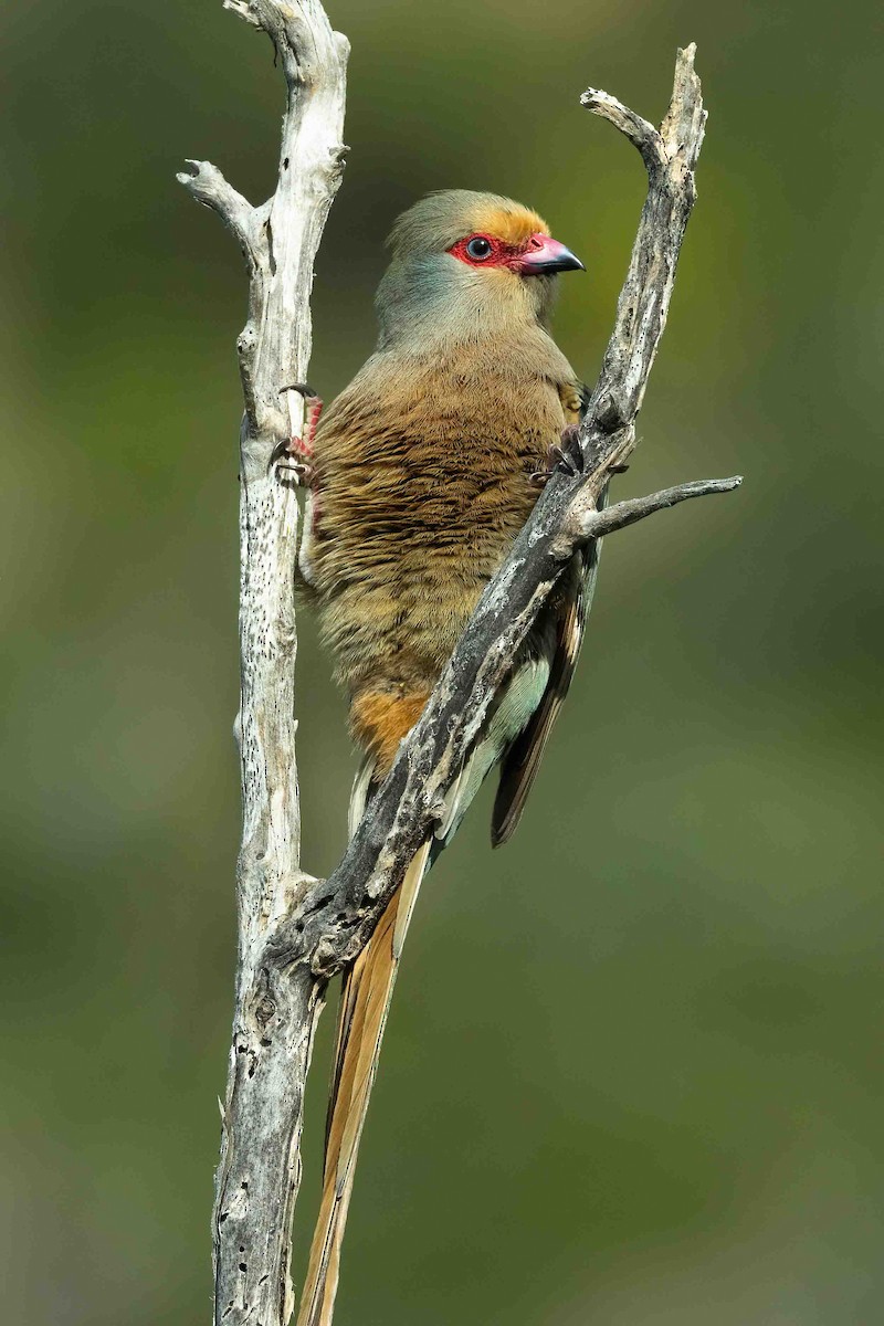 Red-faced Mousebird - ML642850657