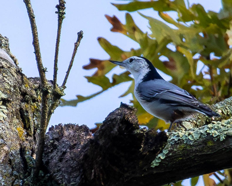 White-breasted Nuthatch - ML642850667