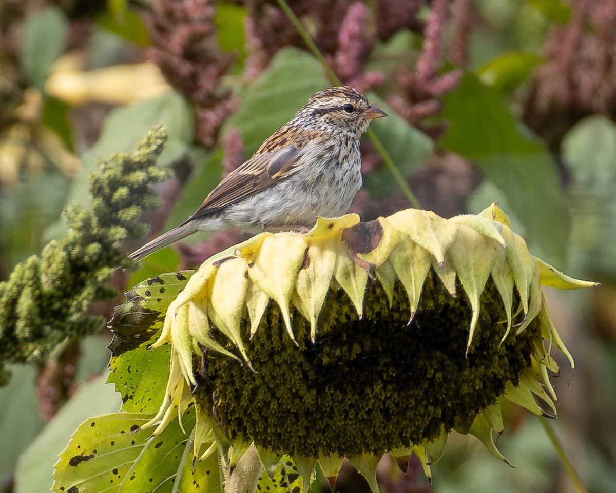 Chipping Sparrow - ML642850672