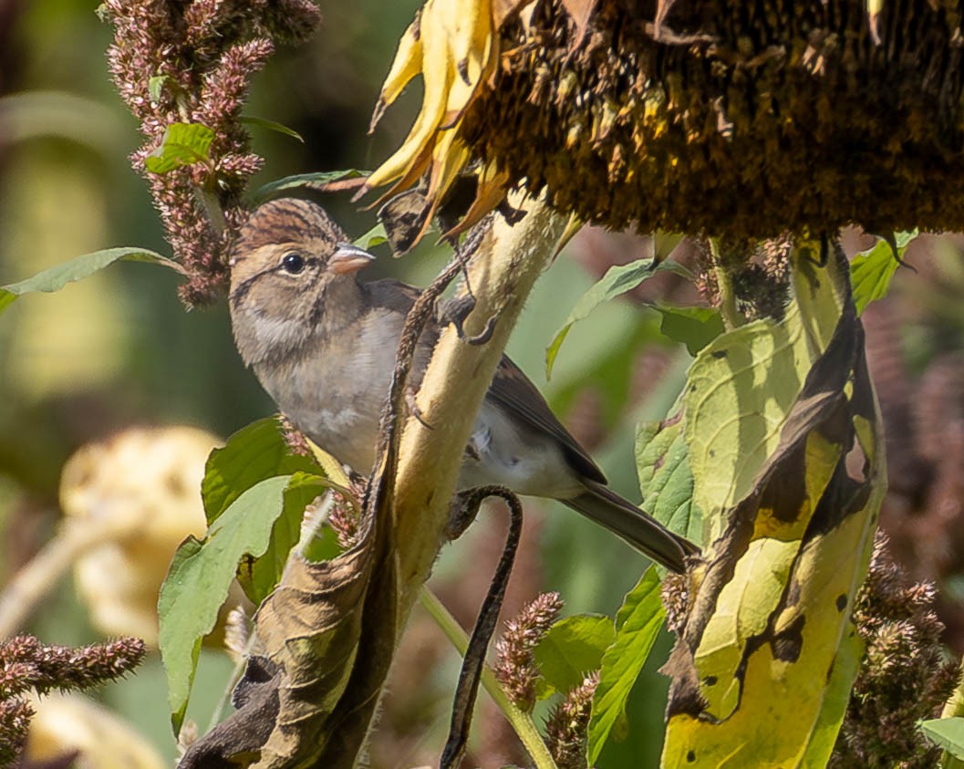Chipping Sparrow - ML642850673