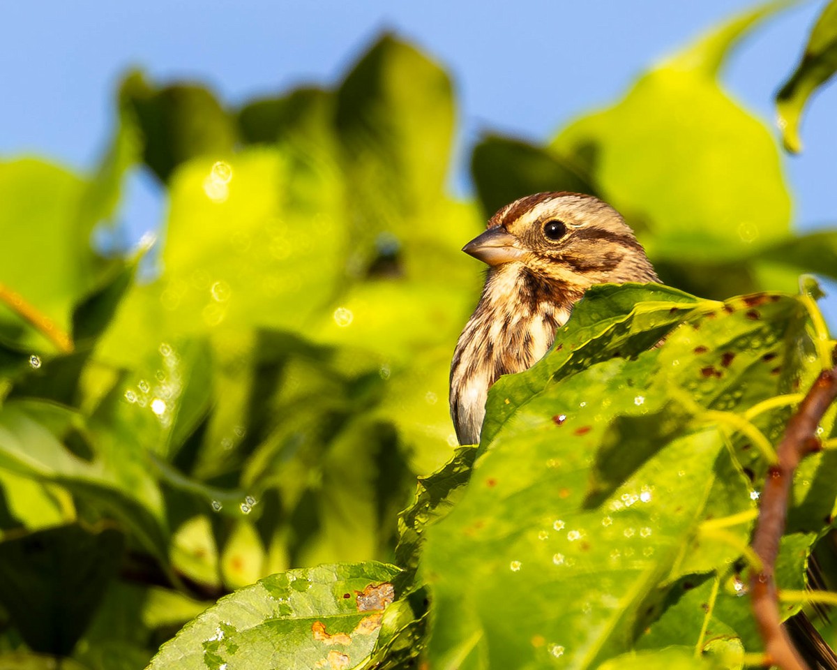 Song Sparrow - ML642850678