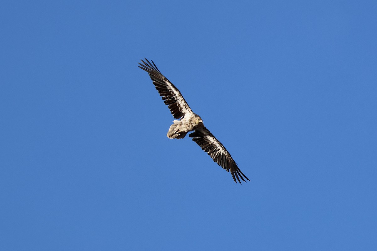 Дэлт ёл - ML642850725