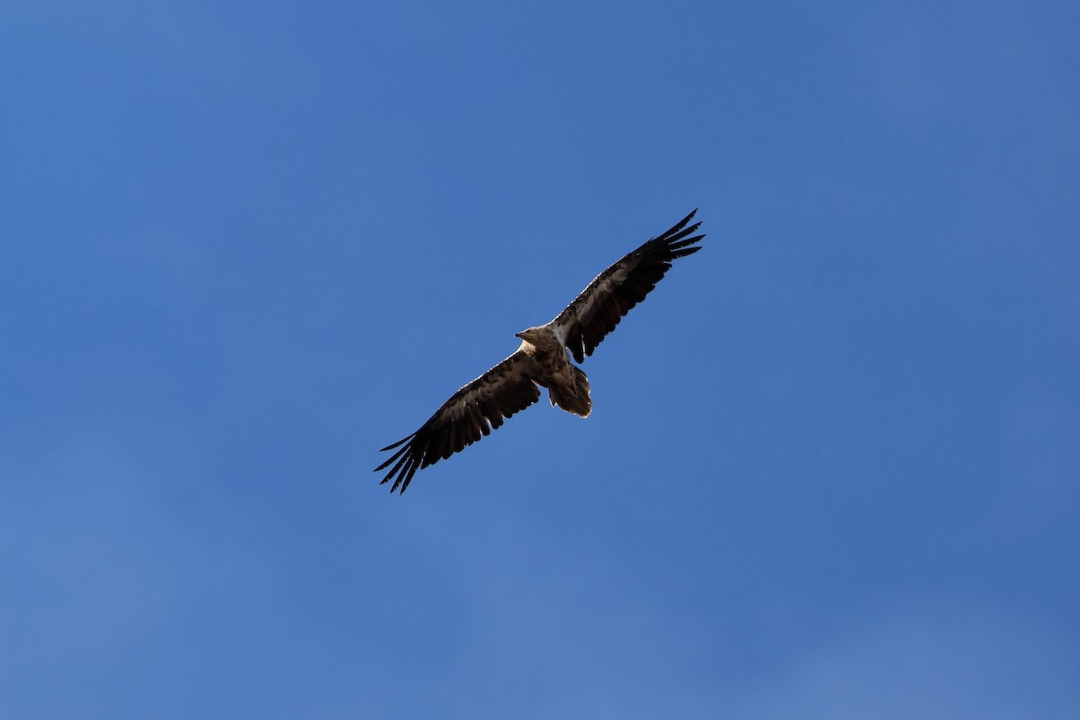 Дэлт ёл - ML642850726