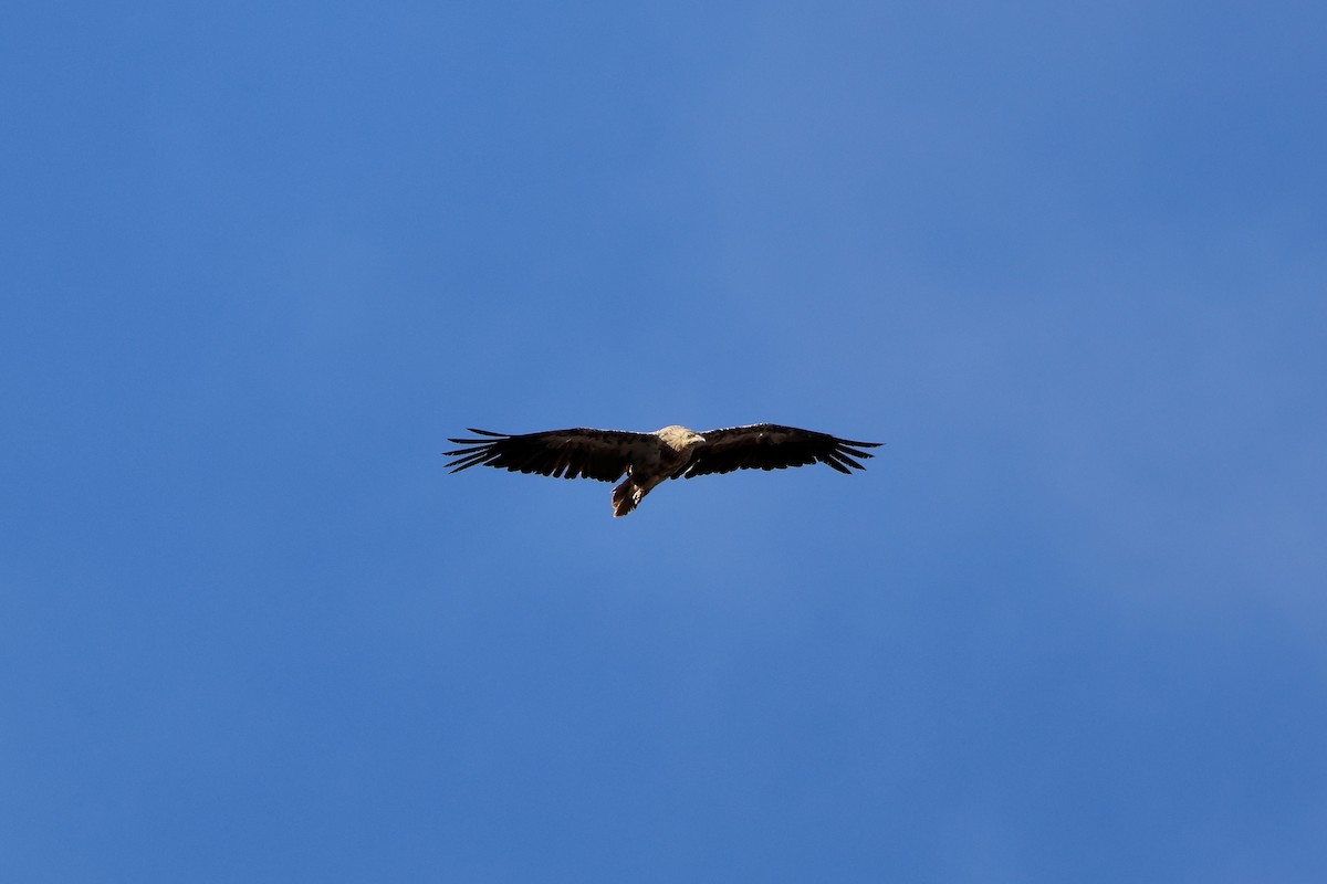 Дэлт ёл - ML642850727