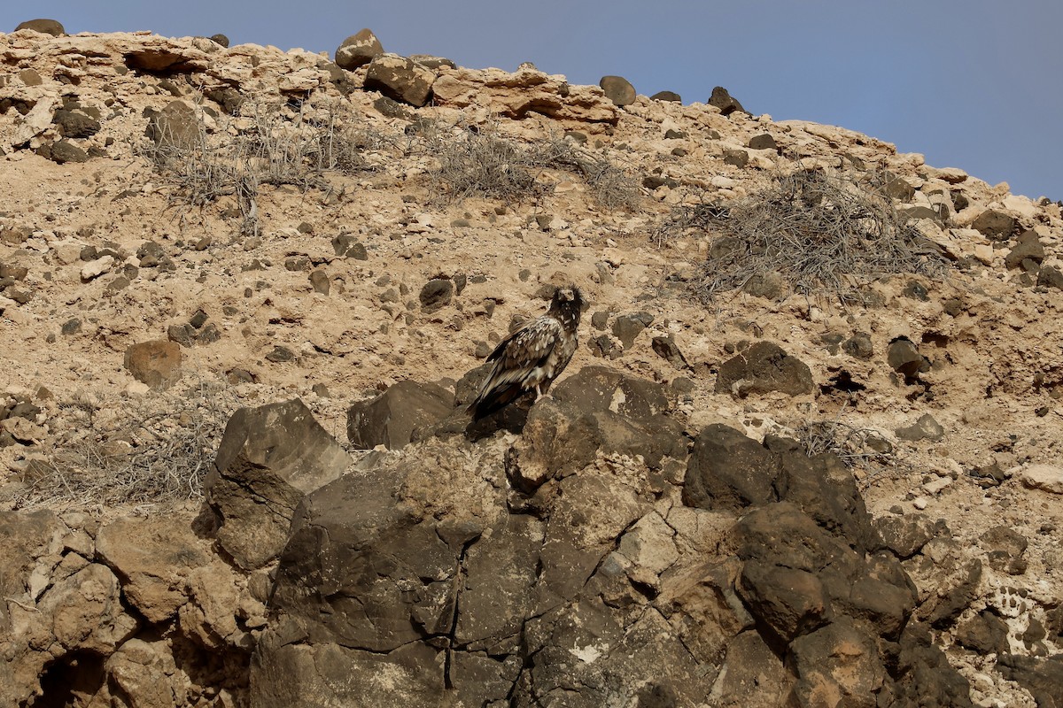 Дэлт ёл - ML642850729