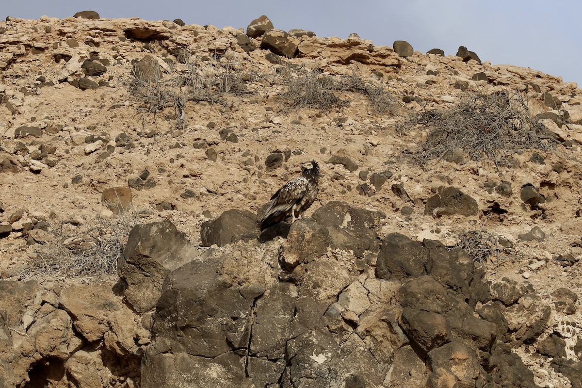 Дэлт ёл - ML642850730