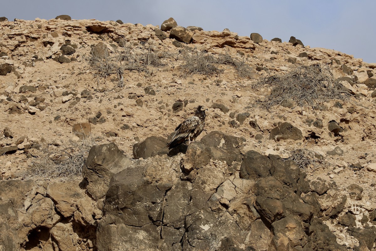 Дэлт ёл - ML642850731