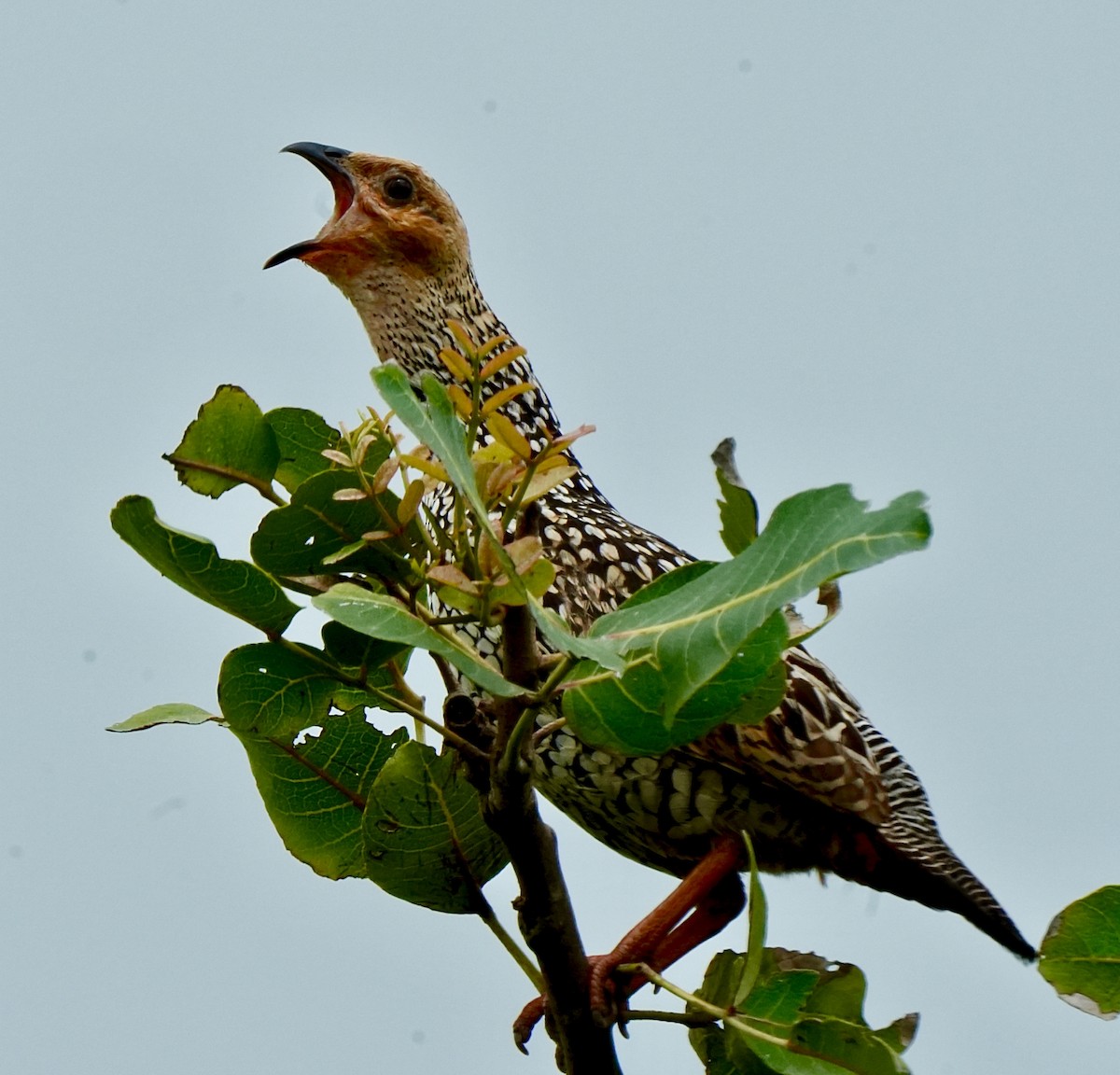 Painted Francolin - ML642850735
