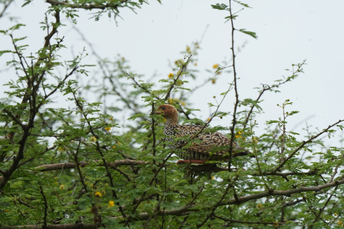 Painted Francolin - ML642850737