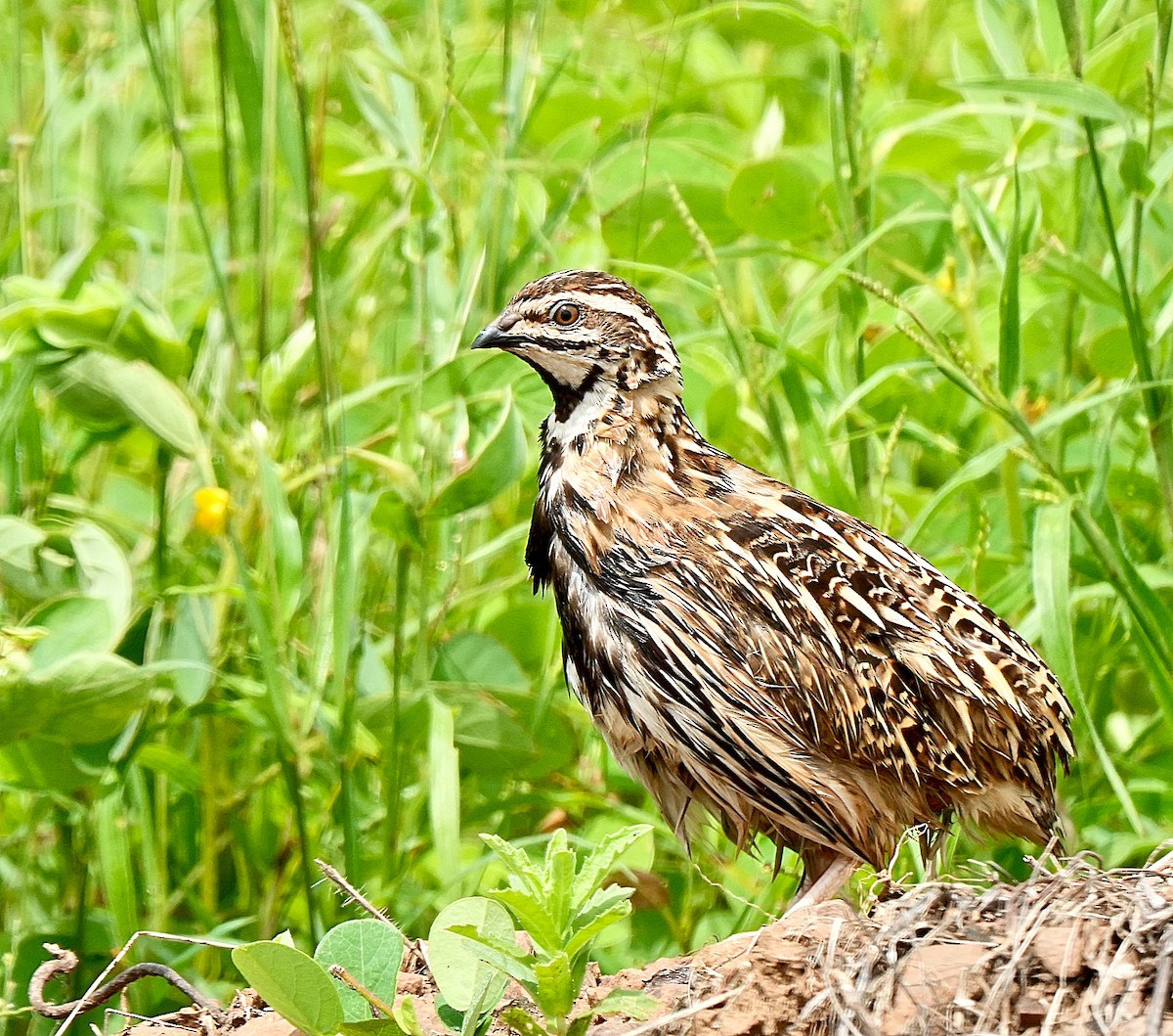 Rain Quail - ML642850741