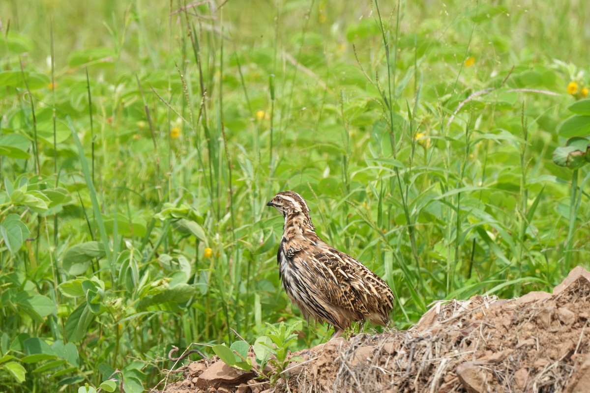 Rain Quail - ML642850742