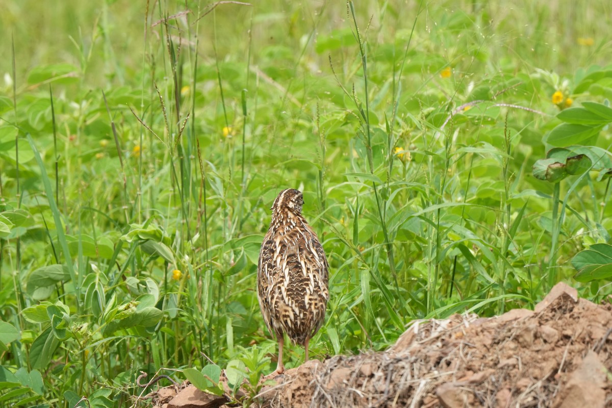 Rain Quail - ML642850743