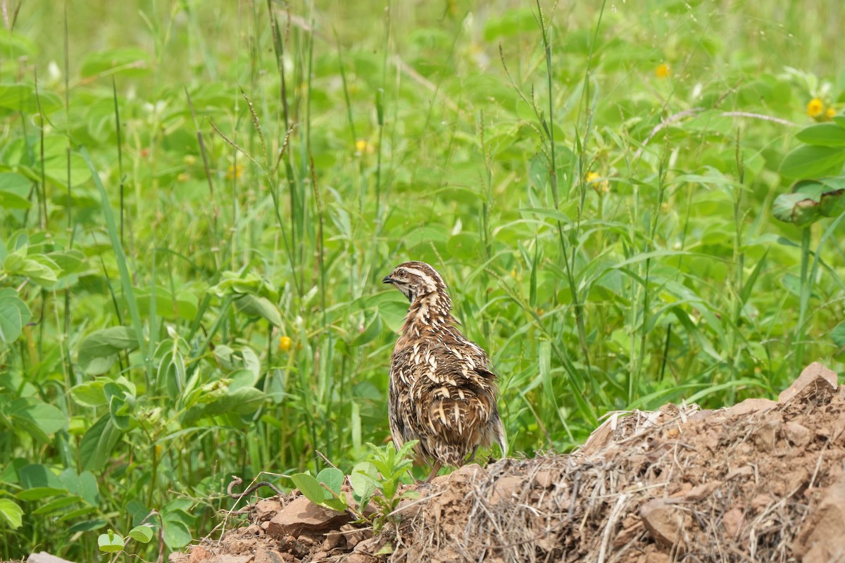 Rain Quail - ML642850744