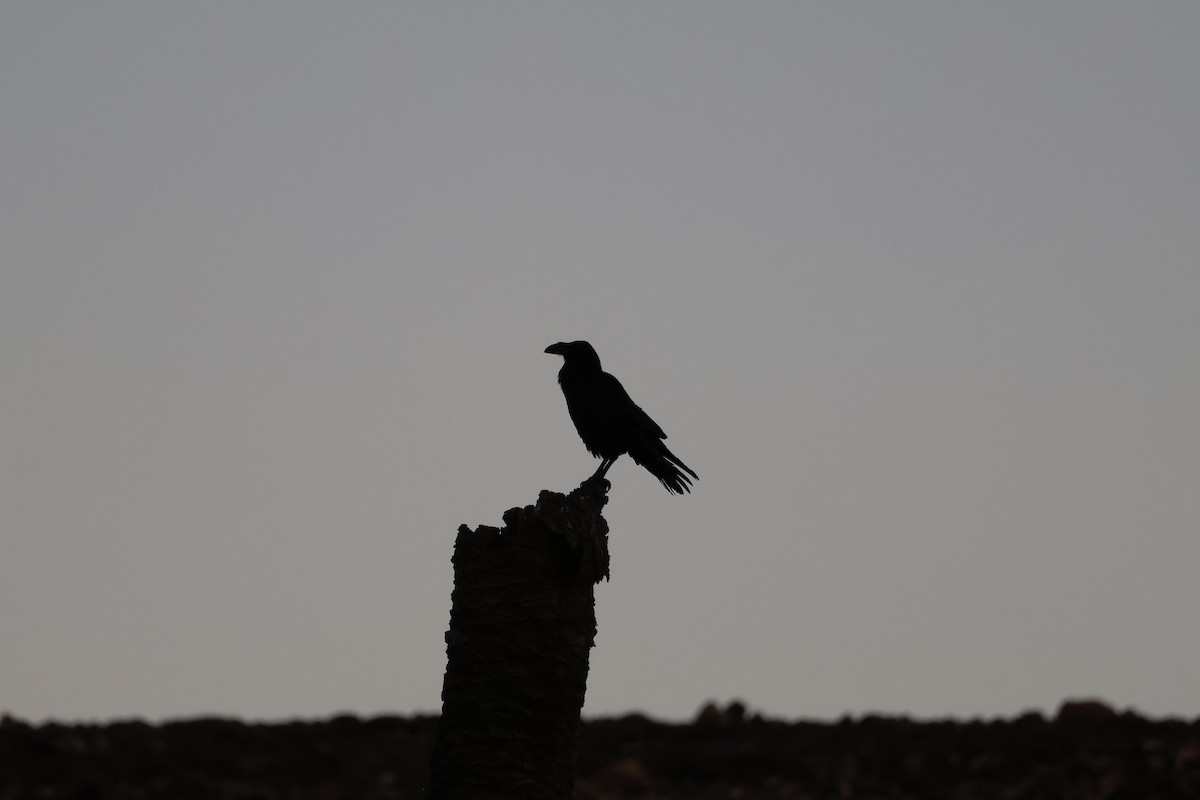 Хон хэрээ - ML642850747