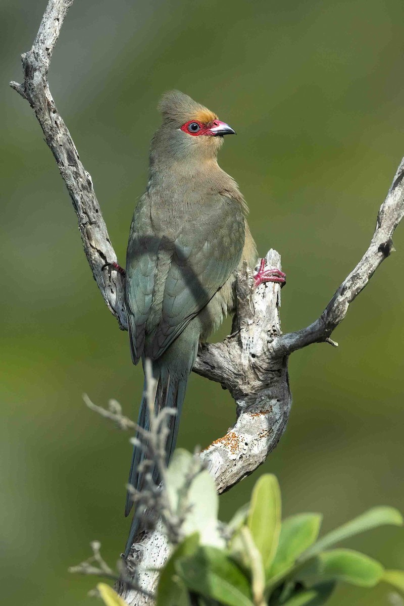 Red-faced Mousebird - ML642850749