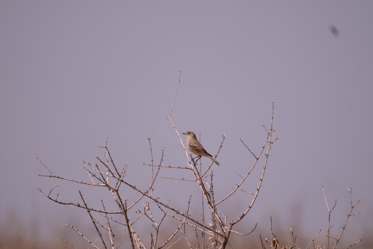 Chat Flycatcher - ML642850767