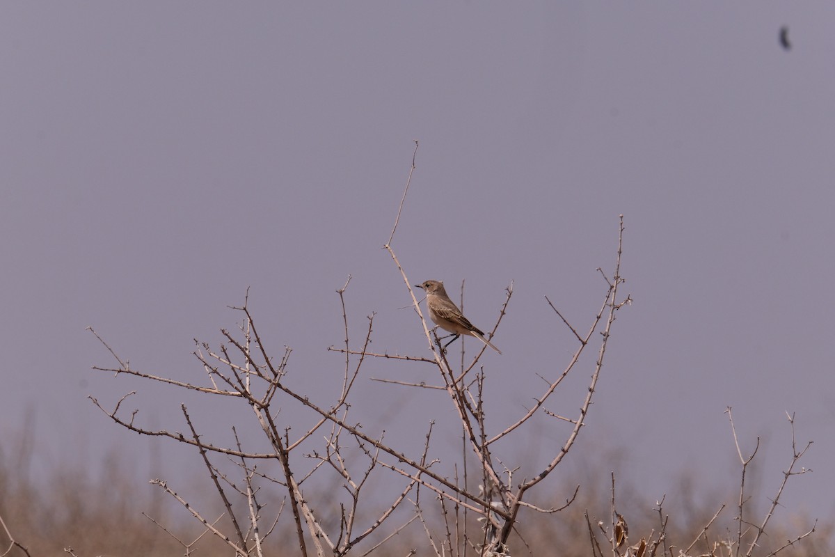 Chat Flycatcher - ML642850768