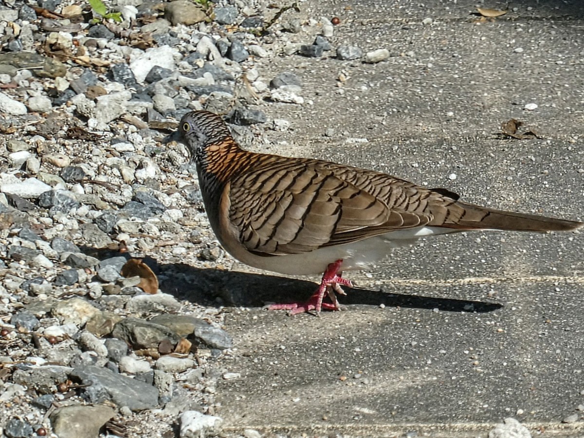 Bar-shouldered Dove - ML642850797
