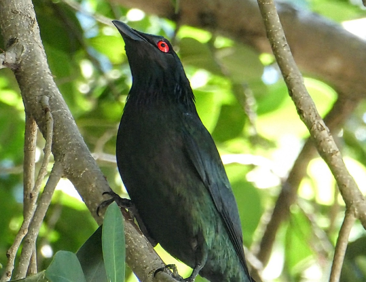 Metallic Starling - ML642850805