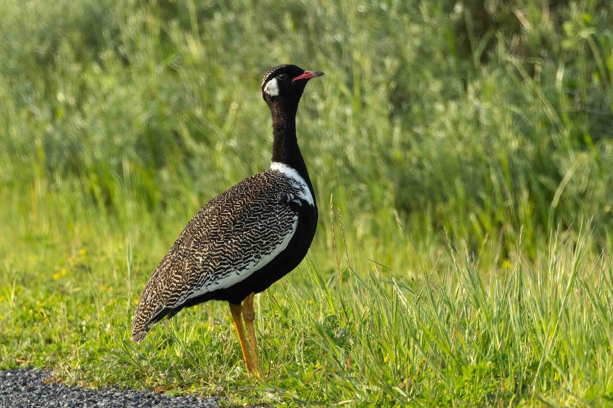 Black Bustard - ML642850824