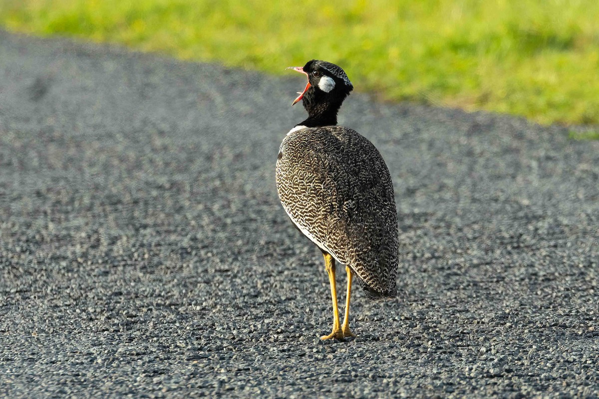 Black Bustard - ML642850825