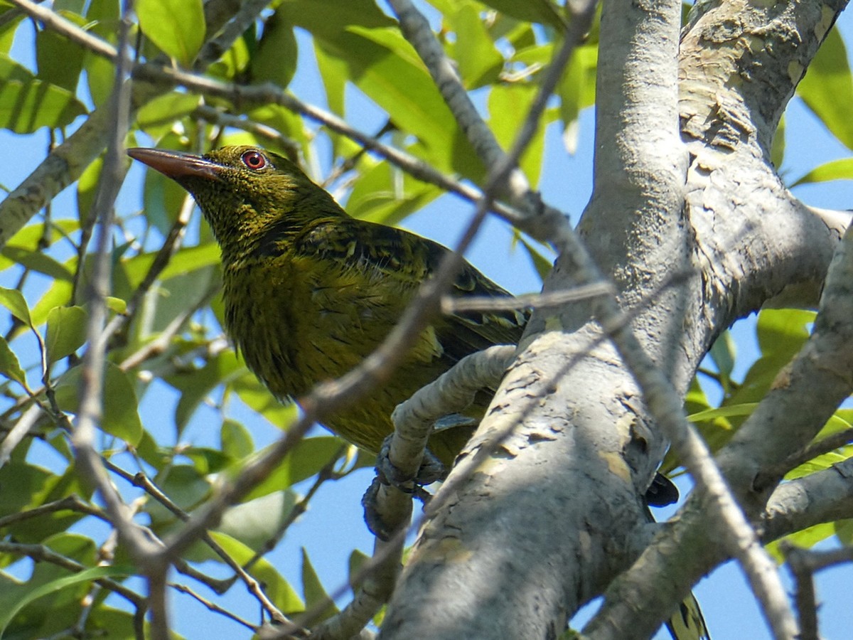Green Oriole - ML642850841