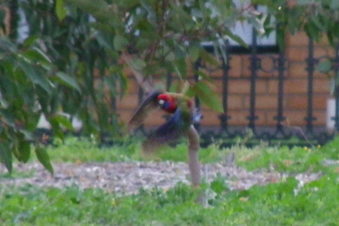 Rosella cremisi - ML642850860