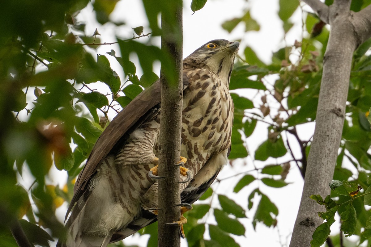 Crested Goshawk - ML642850864