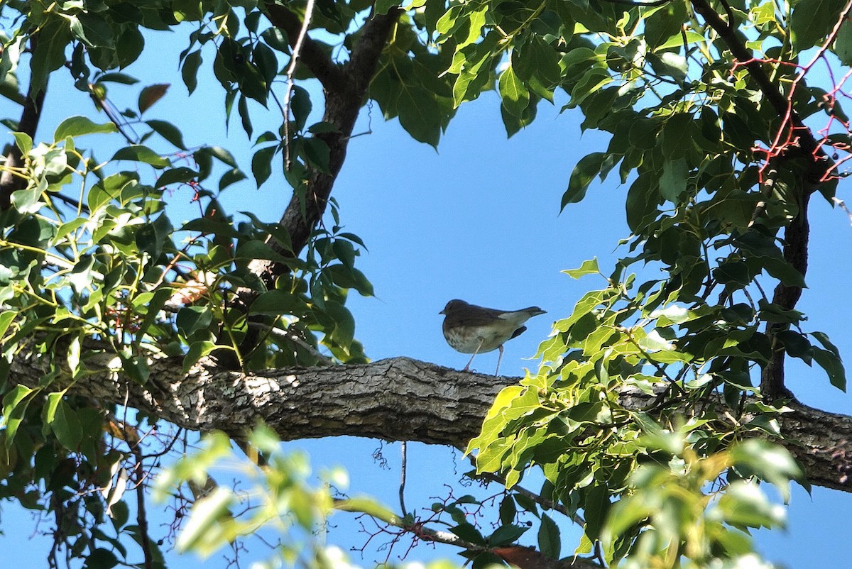 Swainson's Thrush - ML642850866