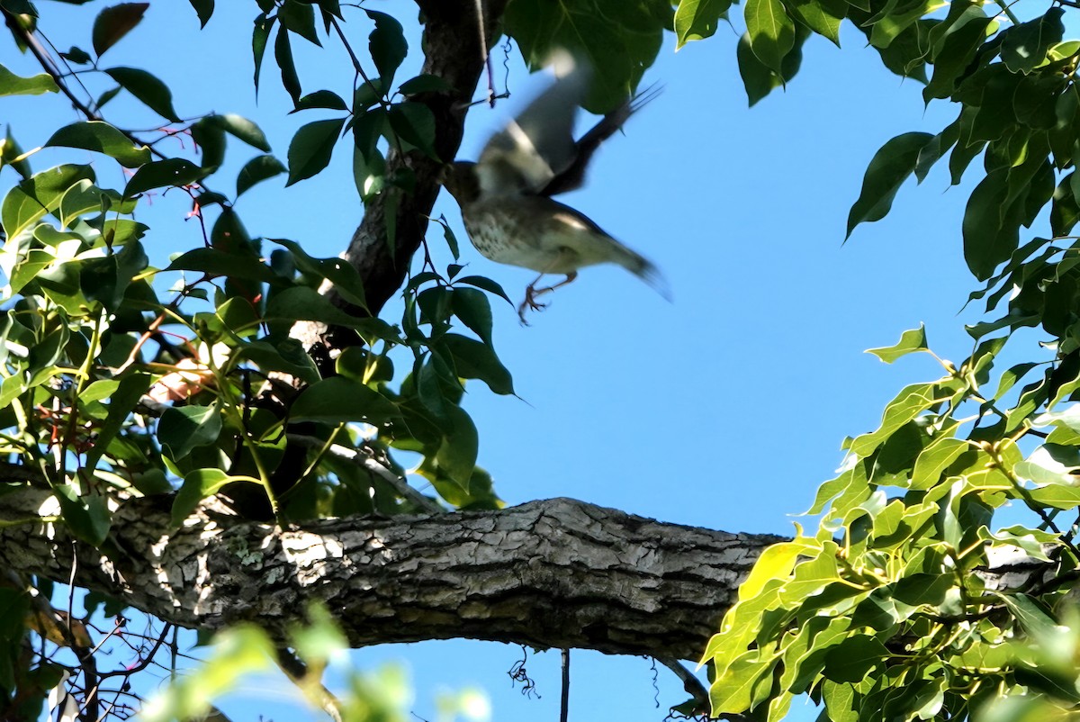 Swainson's Thrush - ML642850867