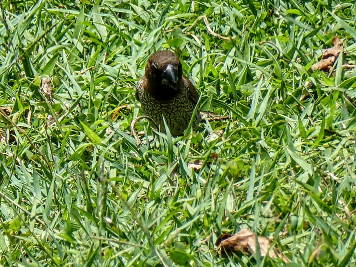 Scaly-breasted Munia - ML642850873
