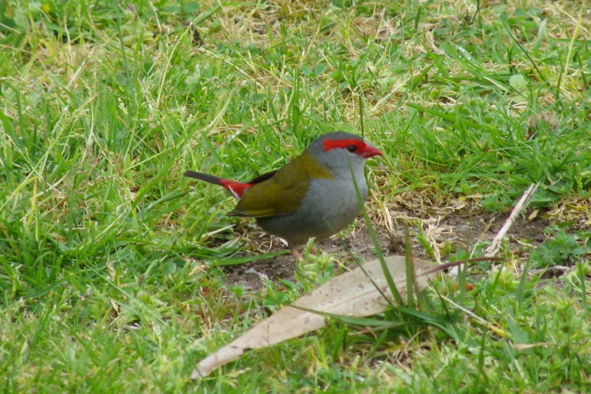 Red-browed Firetail - ML642850881