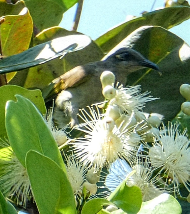 Brown Honeyeater - ML642850898